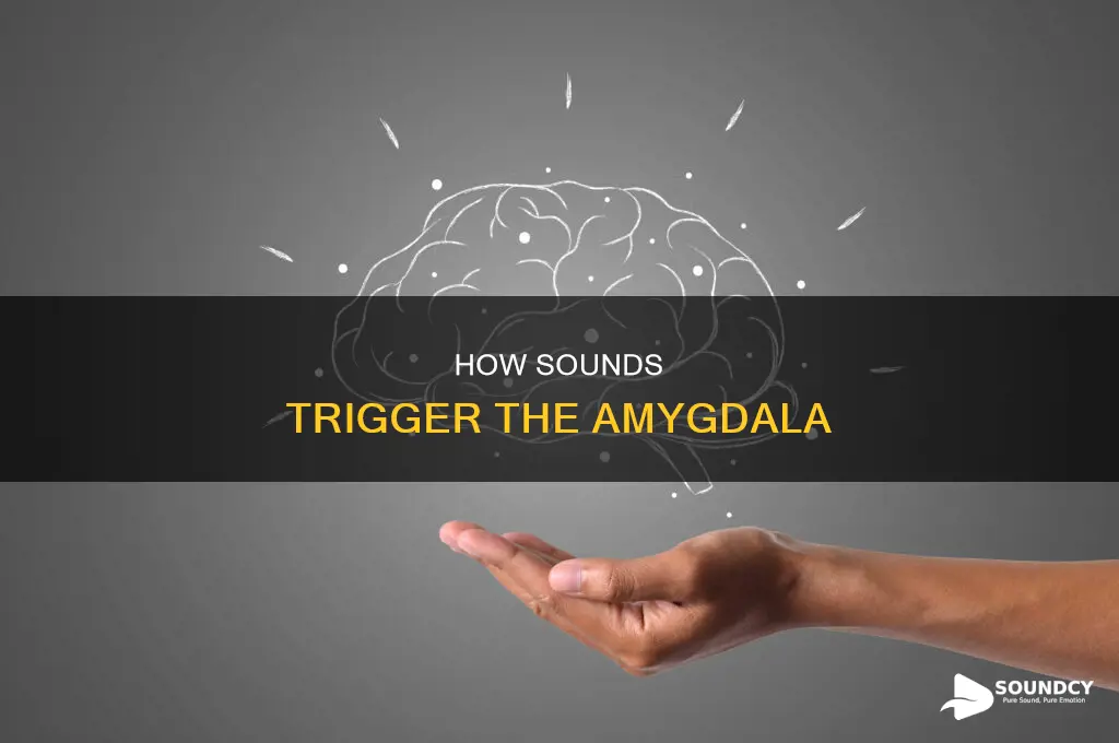 does the amygdala respond to sounds