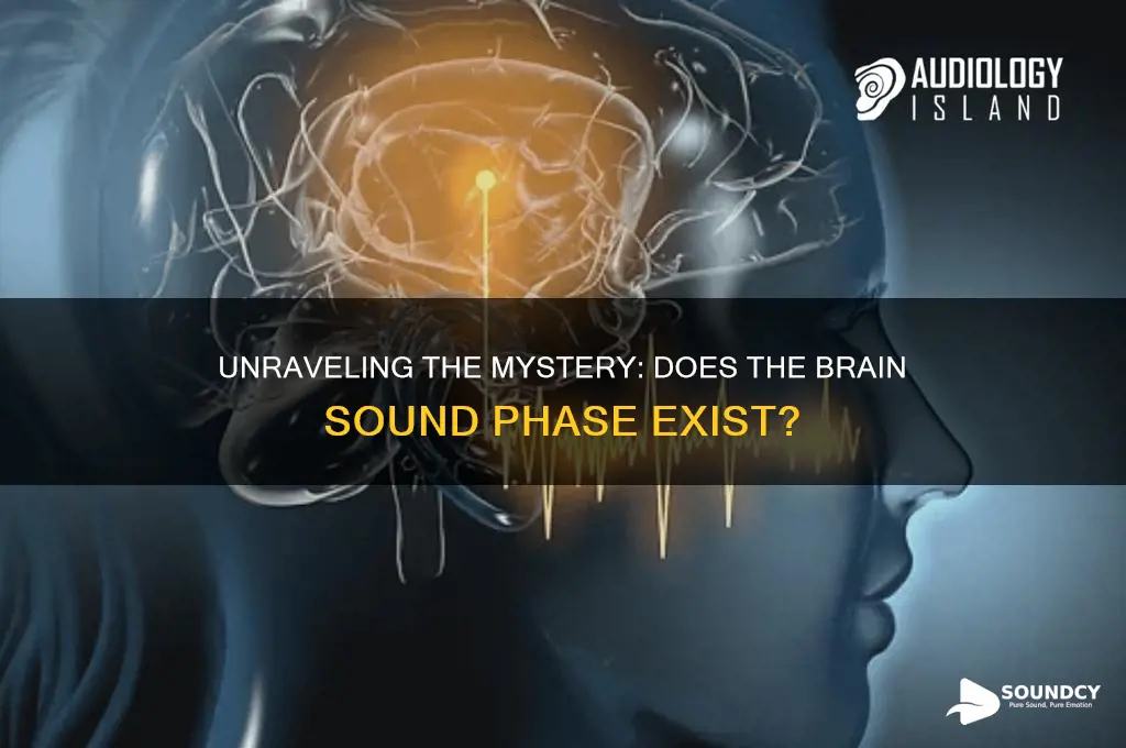 does the brain sound phase