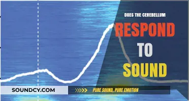 Sound Sensitivity: Cerebellum's Response Explored