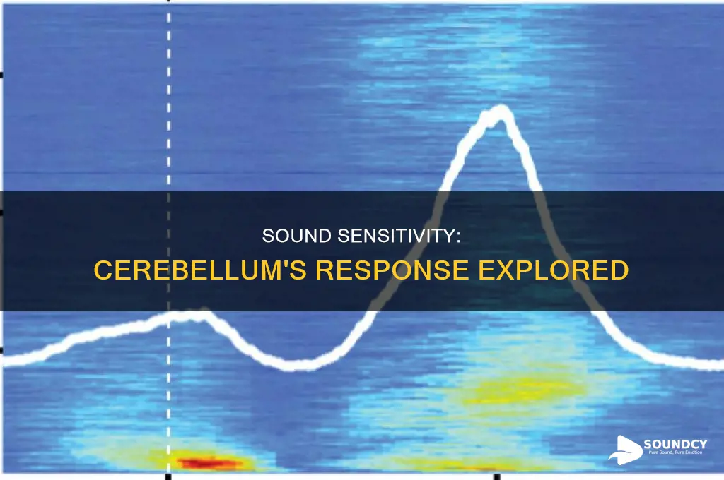 does the cerebellum respond to sound