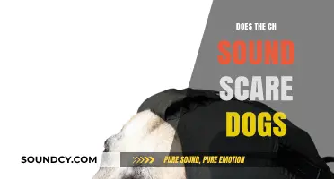 How the 'Ch' Sound Affects Dogs