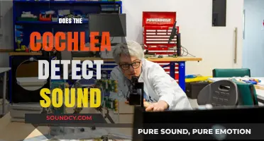 How the Cochlea Detects Sound: Unraveling the Inner Ear's Mystery