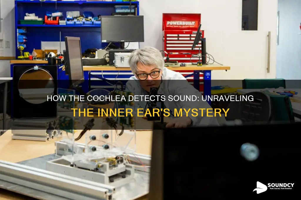 does the cochlea detect sound