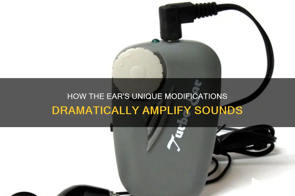 does the ear have modifications that greatly amplify sounds