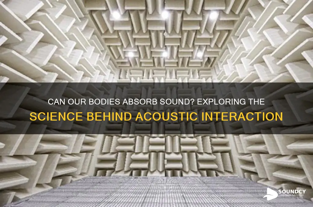 does the humanbody absorb sound