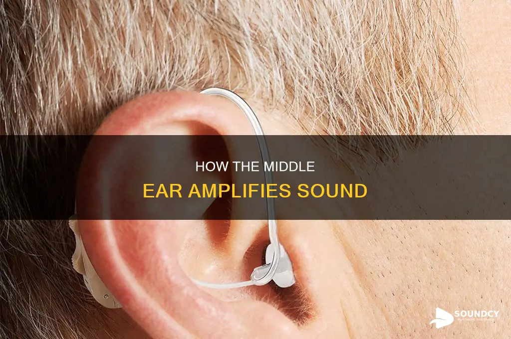 does the middle ear amplify sound