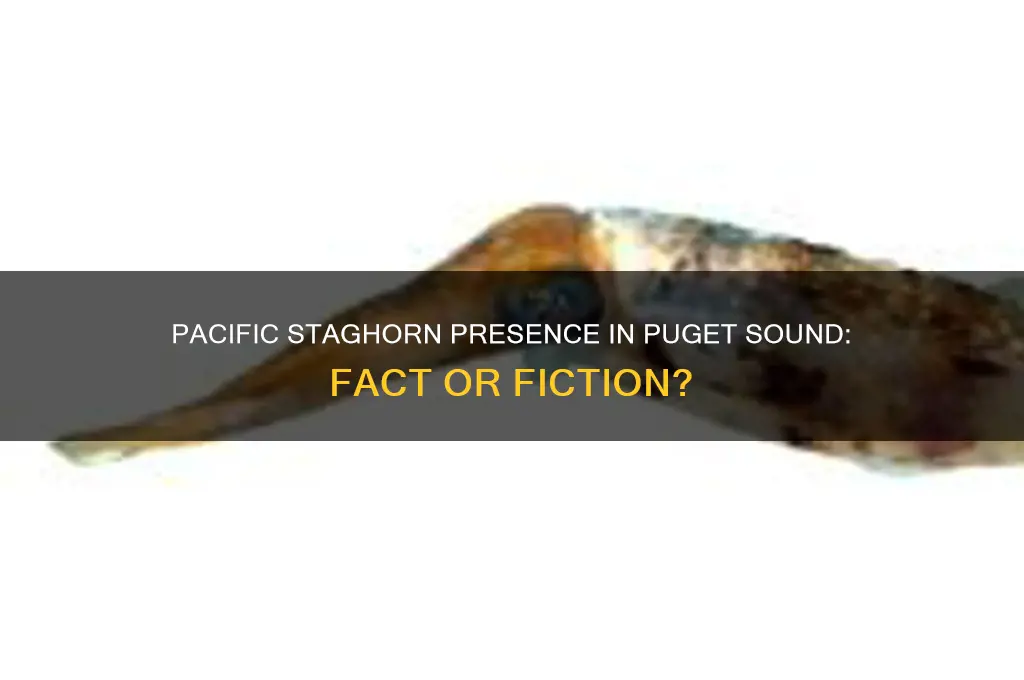 does the pacific staghorn live in the puget sound