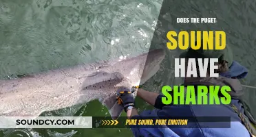 Sharks in Puget Sound: What's the Real Story?
