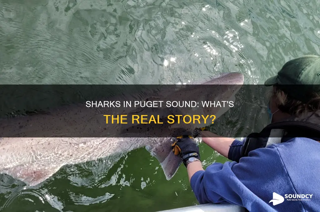 does the puget sound have sharks