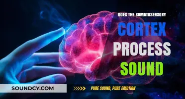 How Somatosensory Cortex Influences Our Perception of Sound