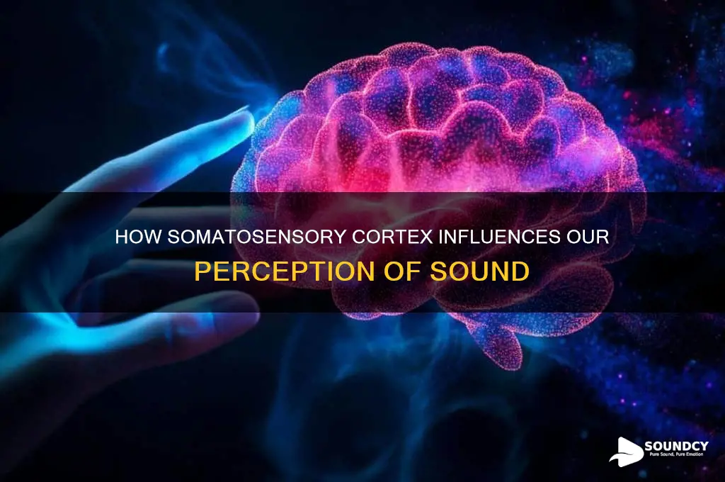 does the somatosensory cortex process sound