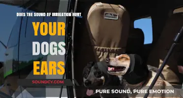 Irrigation Noise: Is It Harmful to Your Dog's Sensitive Ears?