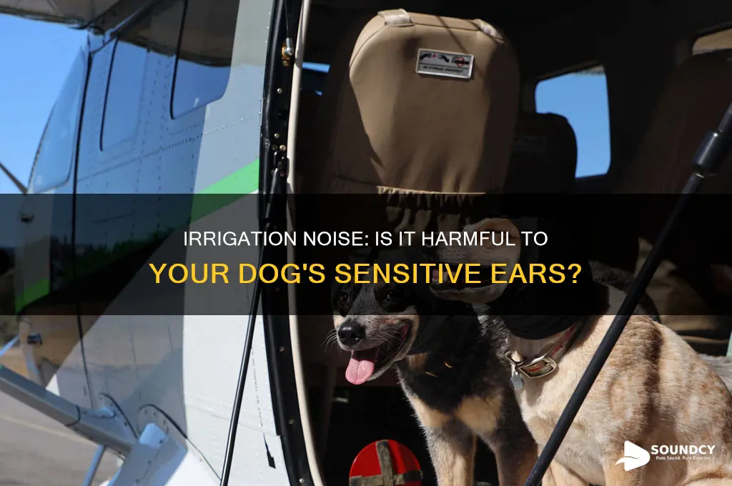 does the sound of irrigation hurt your dogs ears