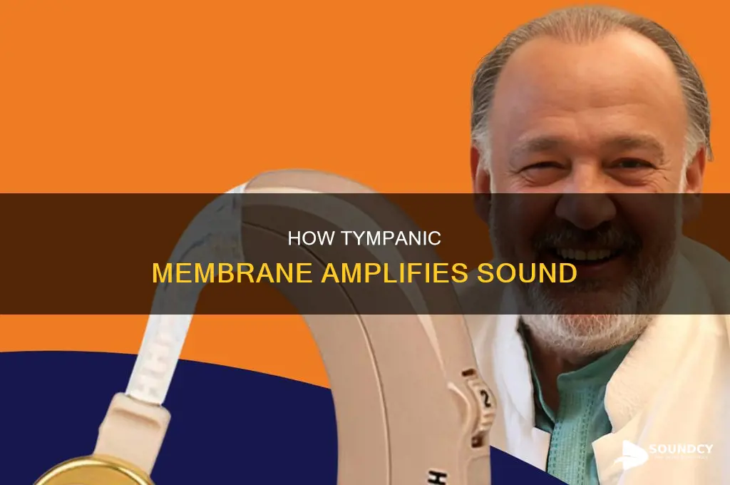 does the tympanic membrane amplify sound