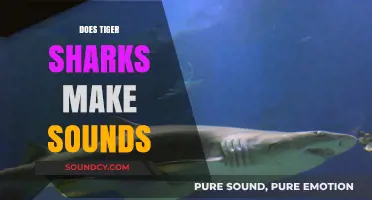 Do Tiger Sharks Make Sounds? Unveiling the Mysteries of Their Communication