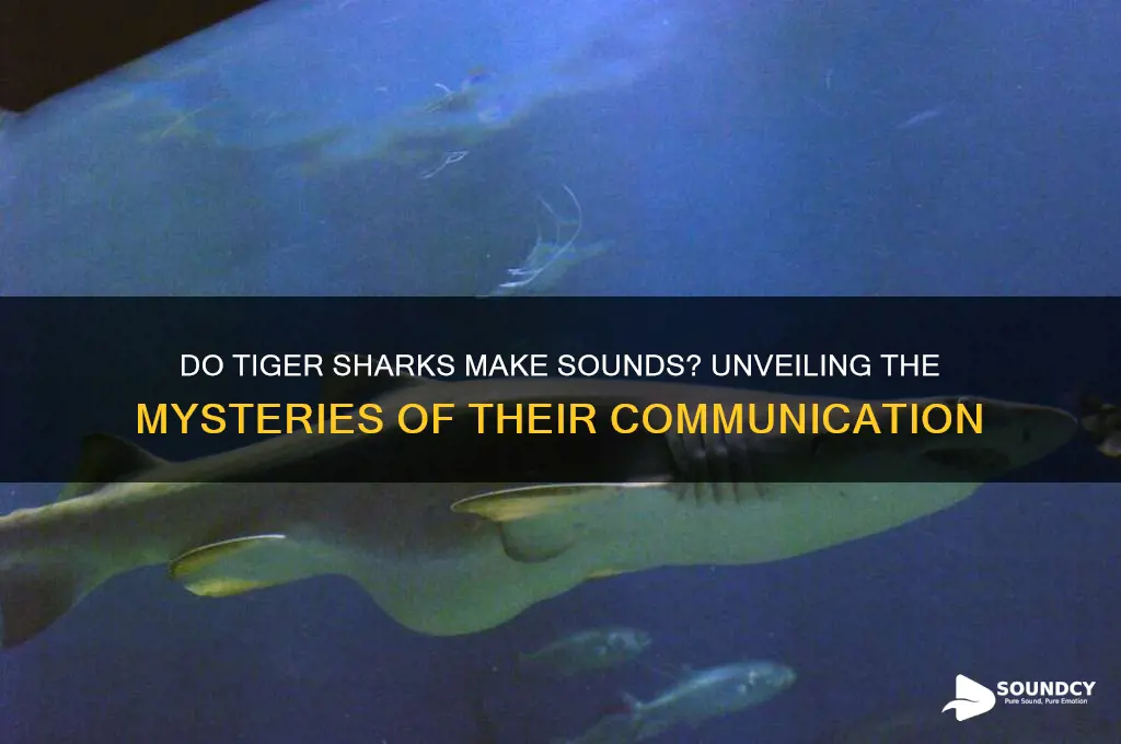 does tiger sharks make sounds
