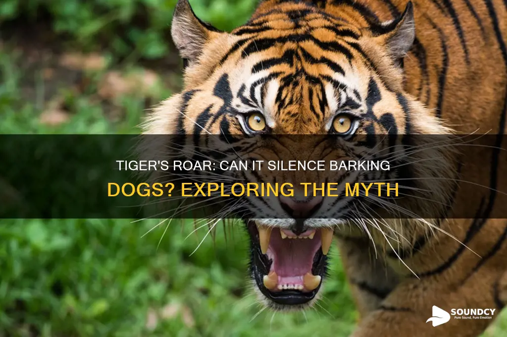 does tiger sound silence dogs