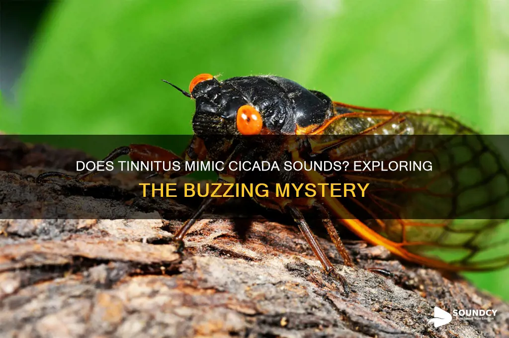 does tinnitus sound like cicadas