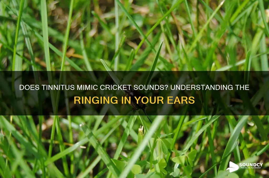 does tinnitus sound like crickets