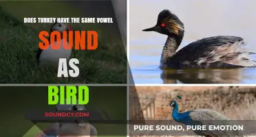 Turkey vs. Bird: Unraveling the Vowel Sound Mystery in English