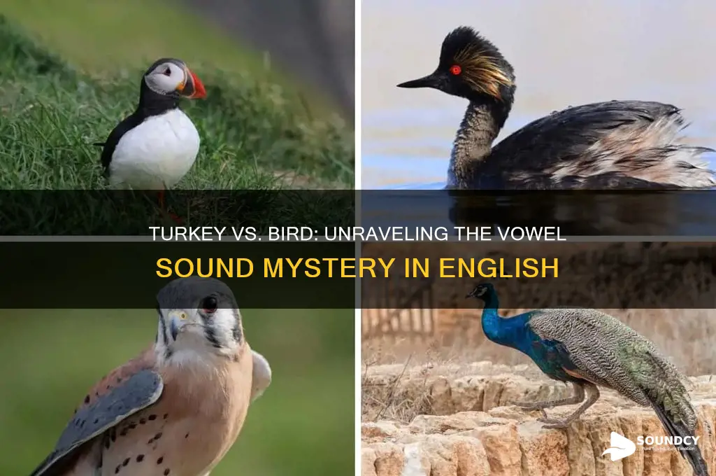 does turkey have the same vowel sound as bird