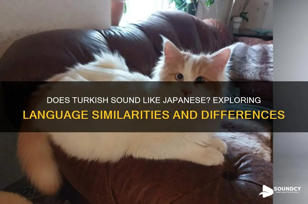 does turkish sound like japanese