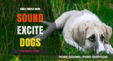 How Turtle Dove Sounds Affect Dogs