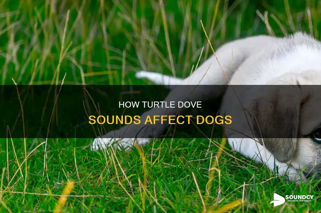 does turtle dove sound excite dogs
