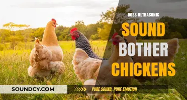 Do Ultrasonic Sounds Affect Chickens? Exploring Impacts on Poultry Behavior