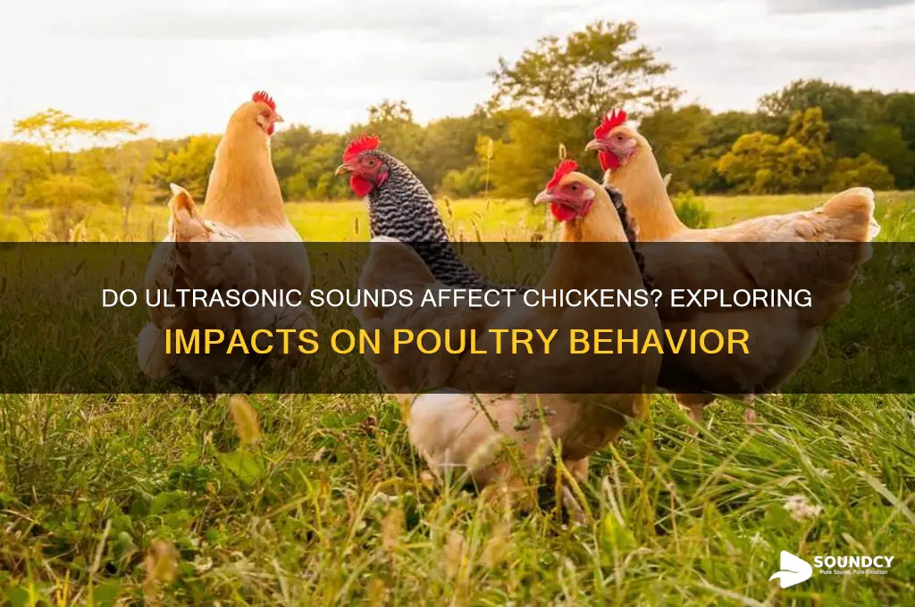does ultrasonic sound bother chickens