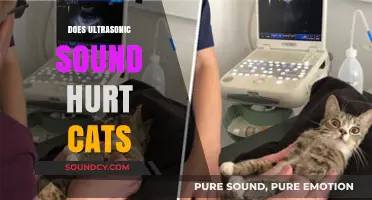Ultrasonic Sounds and Cats: Understanding Potential Harm and Safety