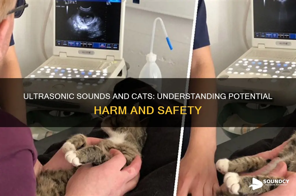 does ultrasonic sound hurt cats