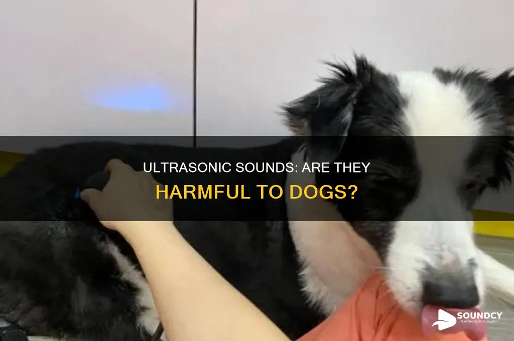 does ultrasonic sound hurt dogs ears