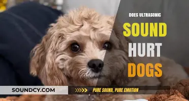 Ultrasonic Sounds and Dogs: Understanding Potential Harm and Safety