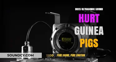 Ultrasonic Sounds: Are Guinea Pigs at Risk?