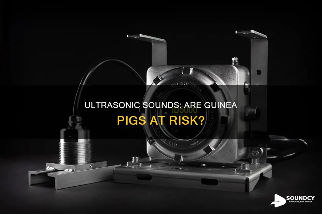 does ultrasonic sound hurt guinea pigs