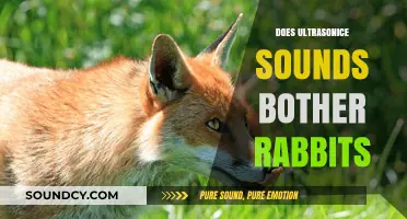 Do Ultrasonic Sounds Harm Rabbits? Facts and Safety Tips