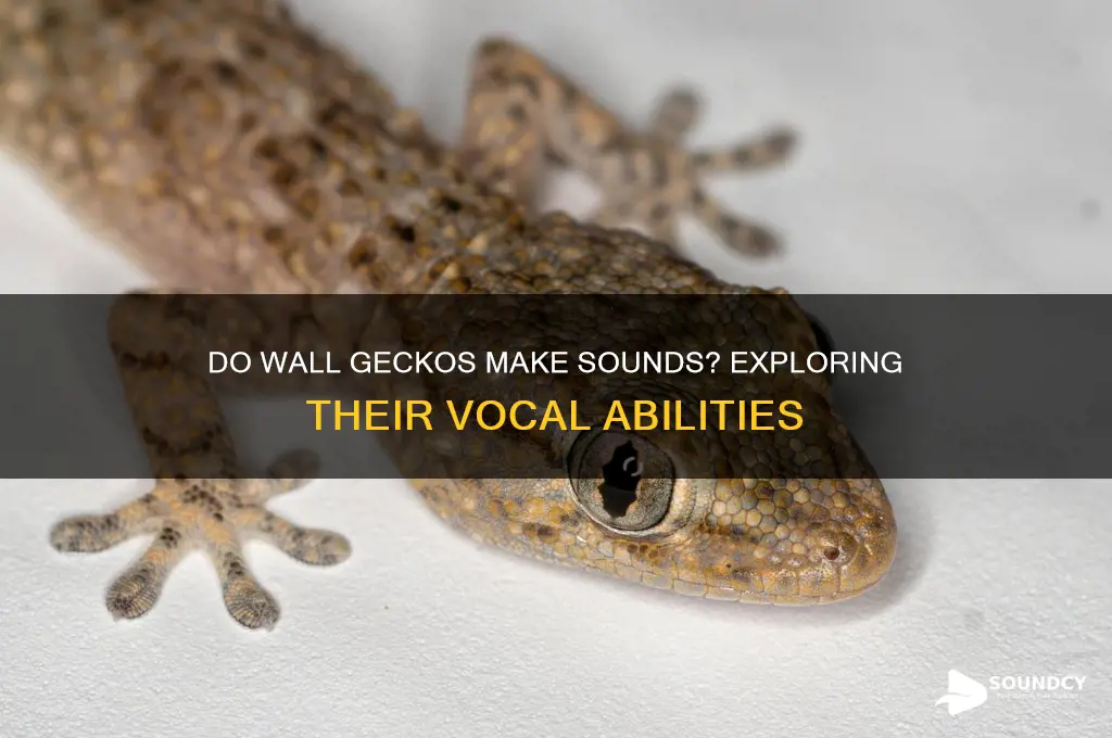 does wall gecko make sound
