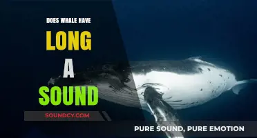 Whale Sounds: How Long Can They Go?