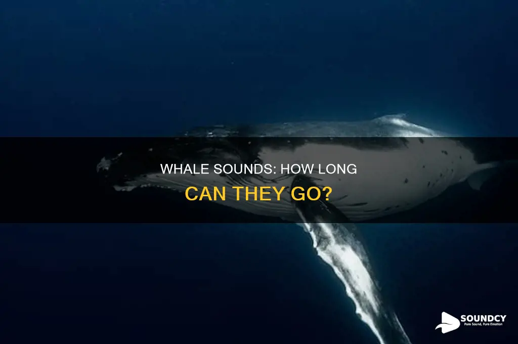 does whale have long a sound