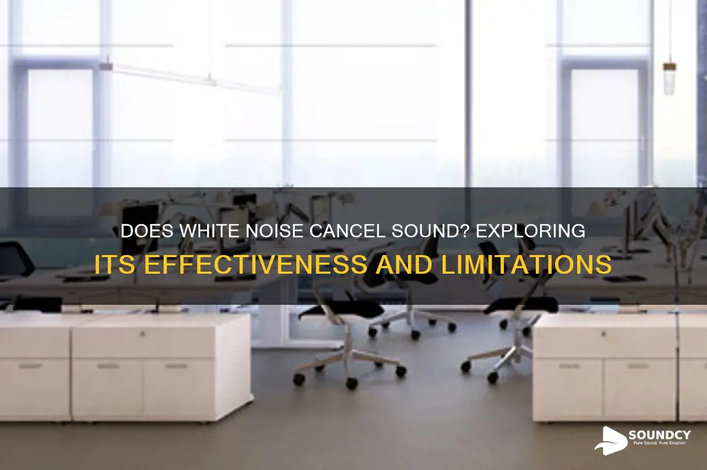 does white noise cancel sound