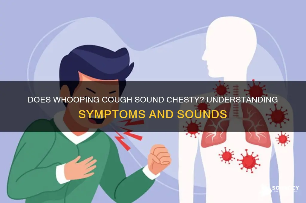 does whooping cough sound chesty