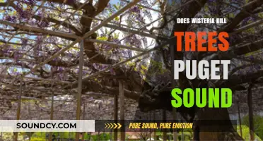 How Wisteria Affects Trees in Puget Sound