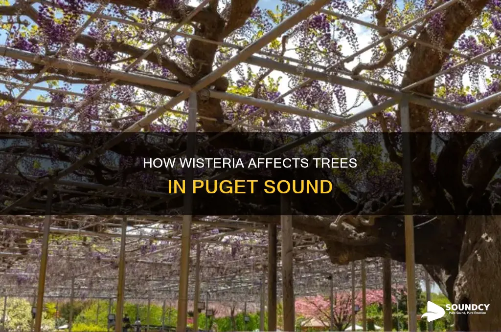 does wisteria kill trees puget sound