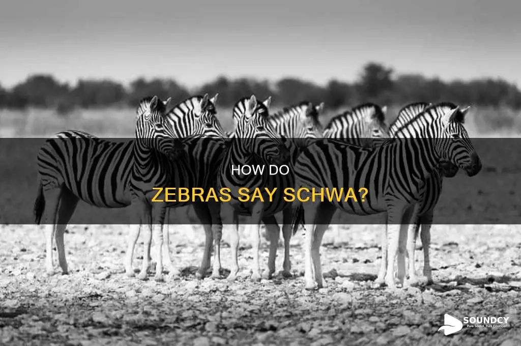 does zebra have a schwa sound
