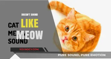Decoding Feline Communication: Understanding When It’s Not a Meow