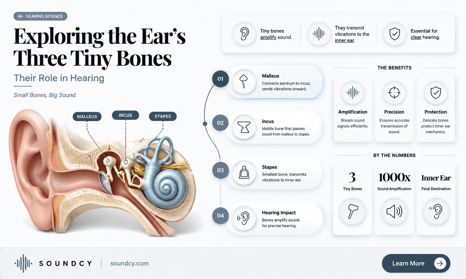 are there three bones in ear expse to sound