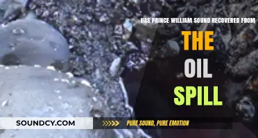 Prince William Sound's Recovery: 33 Years After the Exxon Valdez Oil Spill