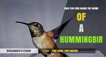 The Enchanting Whisper: Have You Heard a Hummingbird's Song?