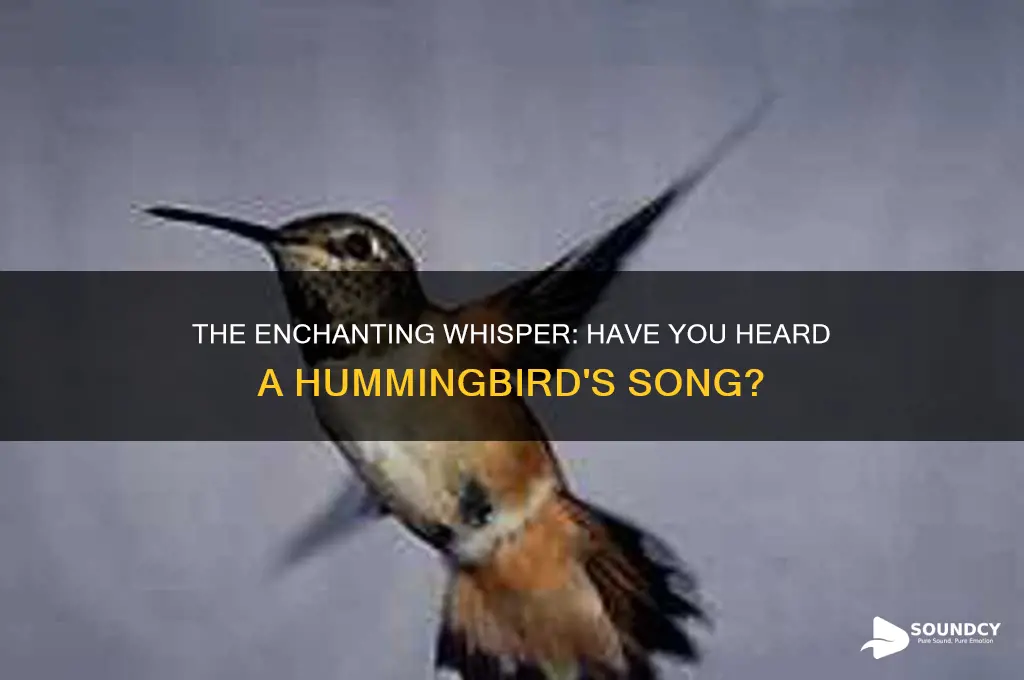 have you ever heard the sound of a hummingbird